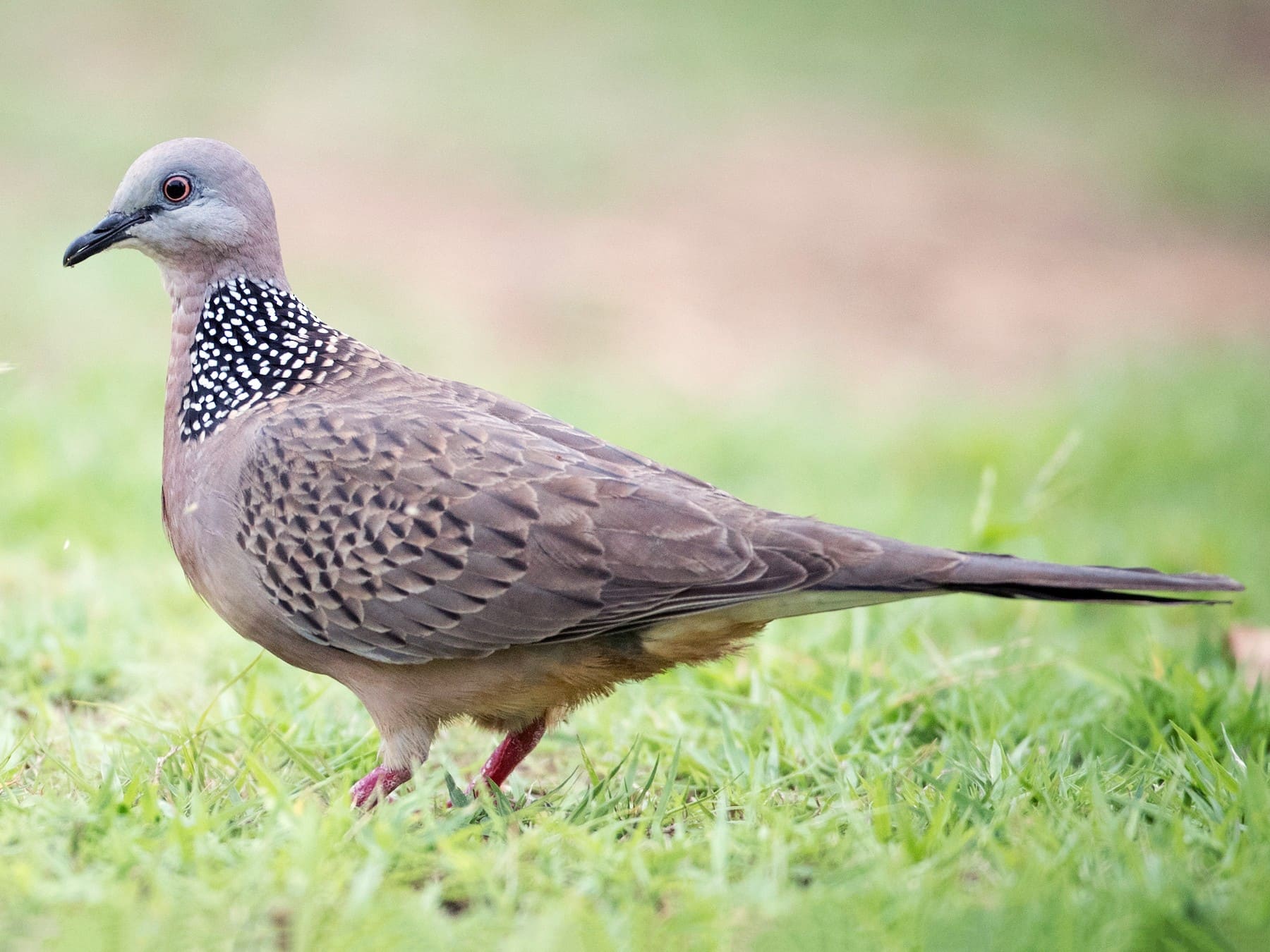 Spotted Dove